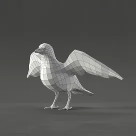 Pigeon
